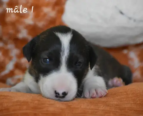Bull Terrier