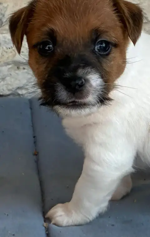 Jack Russell Terrier  Chiot N°2 Lacus Meduli photo 2