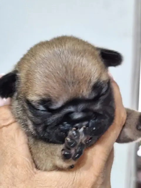 Bouledogue Français  Bibop Du Castelle Saint Claire cb97b