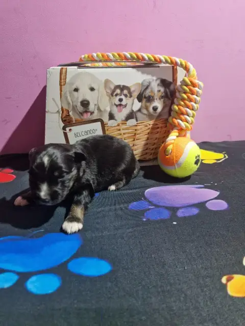 Berger Américain Miniature  Balto Des Compagnons Du S fabc4