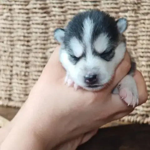 Chiots À Réserver