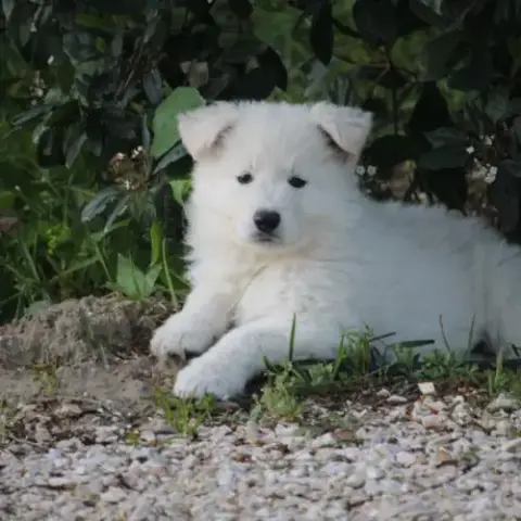 Chiots