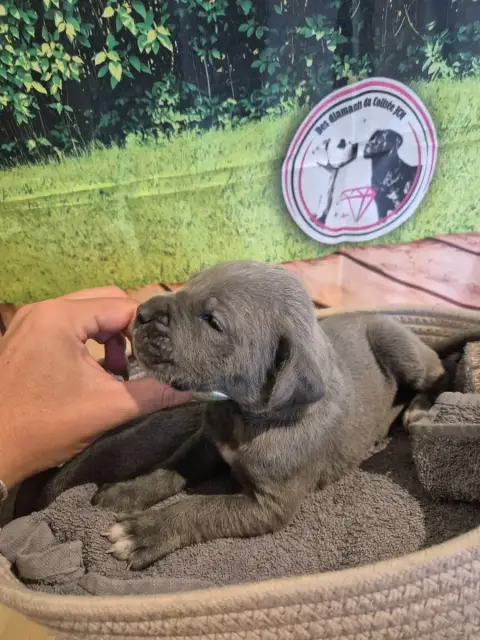 Cane Corso  Chiot N°5 Des Diamants Du Colisée Jcm