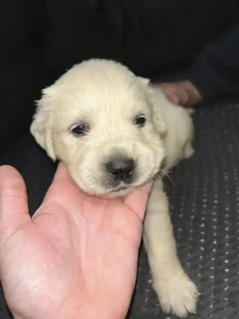 Golden Retriever  Jaune