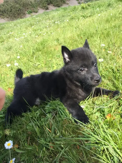 Schipperke  Bruce De Jerrie Black photo 3