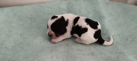 Cocker Spaniel Anglais  Sans Collier