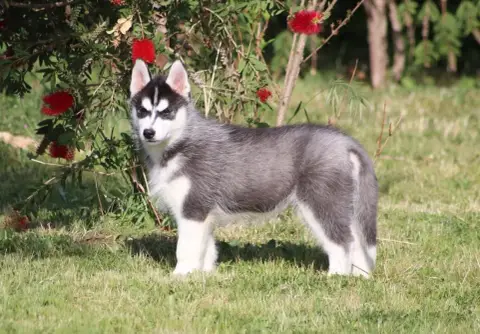 Siberian Husky  Chiot N°1 Of Wolf Siberian Song