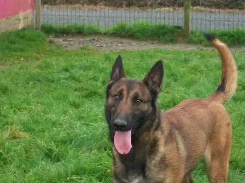 Berger Belge  Chiot N°4 Du Banc Des Hermelles photo 3