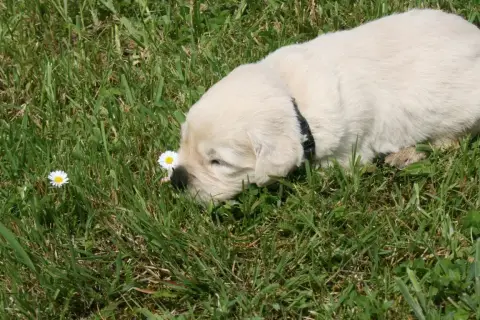 Golden Retriever  Femelle 2 Des Jardins De Vesco