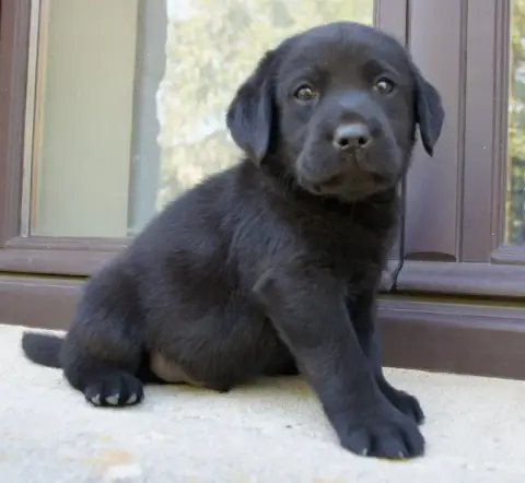 Labrador Retriever  Mn7 Des Assards De Pierregourde 247be photo 3
