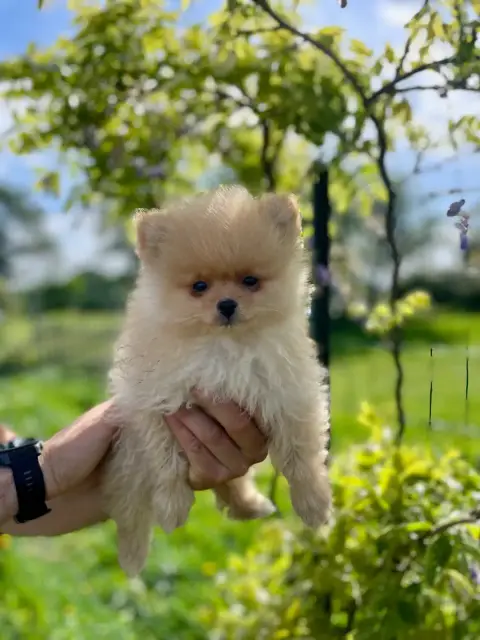 Spitz Allemand  Orange Legend'Of Ki Breizh