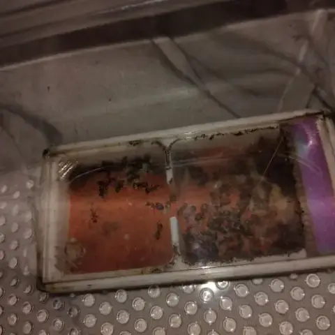 Camponotus Nicobarensis