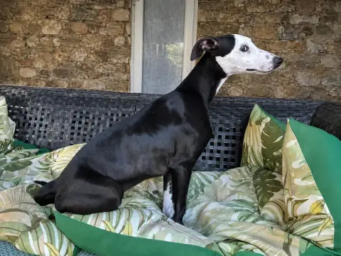 Whippet 
                        Baghera Du Frison Im 6ba16 photo 2