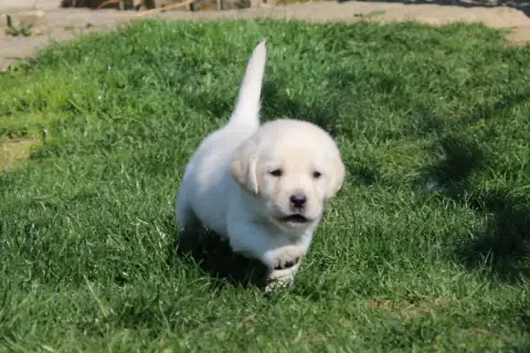 Labrador Retriever  Collier Vert Pomme Of The Little  cc545 photo 3