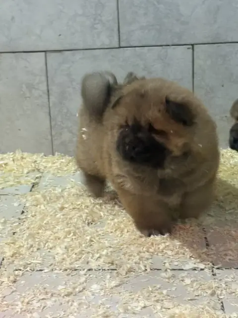 Chow Chow  Bouba Du Domaine Saint Joseph Du Roc