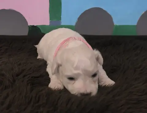 Bichon Frise  Chiot N°4 Von Bereich Sandalvi photo 2