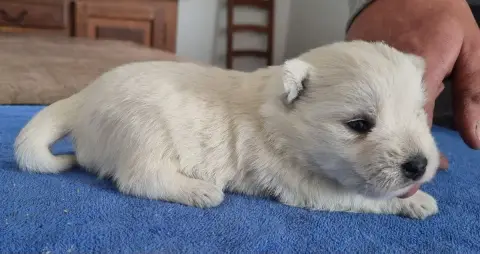 Adopter West Highland White Terrier  Chiot N°1 Des Hirondelle b7653