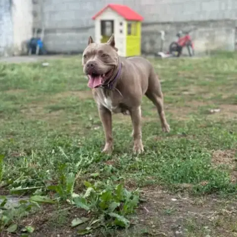 Chien Elektra À L Adoption