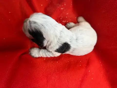Cocker Spaniel Anglais  Chiot N°3 Du Moulin De Madjur 2c10e photo 2