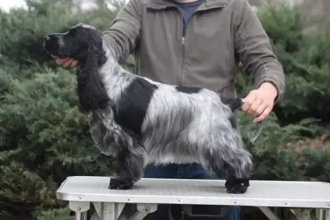Cocker Spaniel Anglais  Chiot 2 Du Royaume De Lecki 43535 photo 2