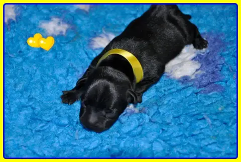 Staffordshire Bull Terrier  B......... photo 3