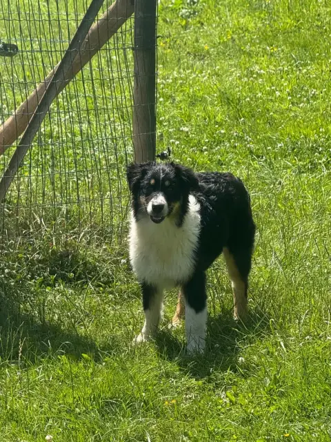 Berger Australien  Chiot N°5 In Parigi