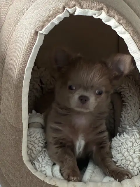 Chihuahua  Chiot N°2 The Kingdom Of The Little Red Ki 7cdb0 photo 2