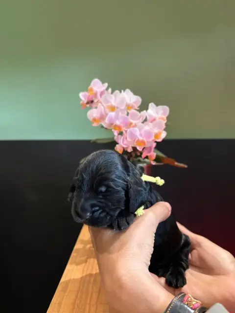 Cocker Spaniel Anglais  Collier Jaune De La Constella ca96c