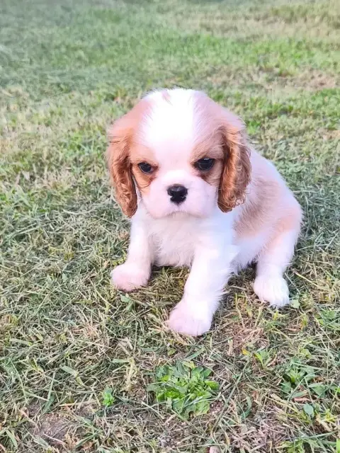 Cavalier King Charles Spaniel  Chiot N°2 Des Princes  a8328 photo 2