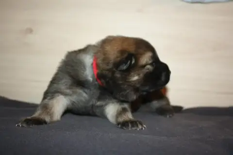 Eurasier  Collier Rouge Des Oursons De La Fee