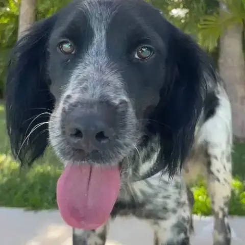 Orka