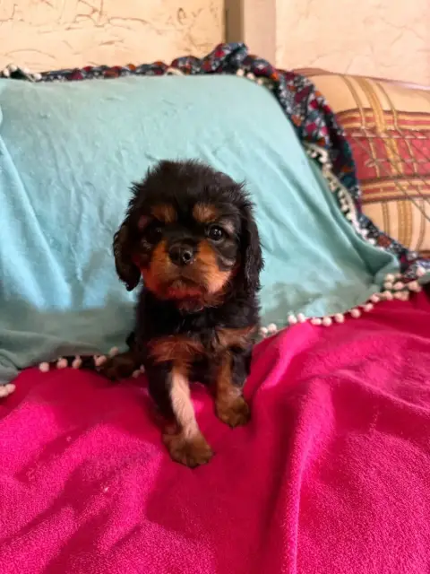 Cavalier King Charles Spaniel  Betty Boop Des Jardins 85555