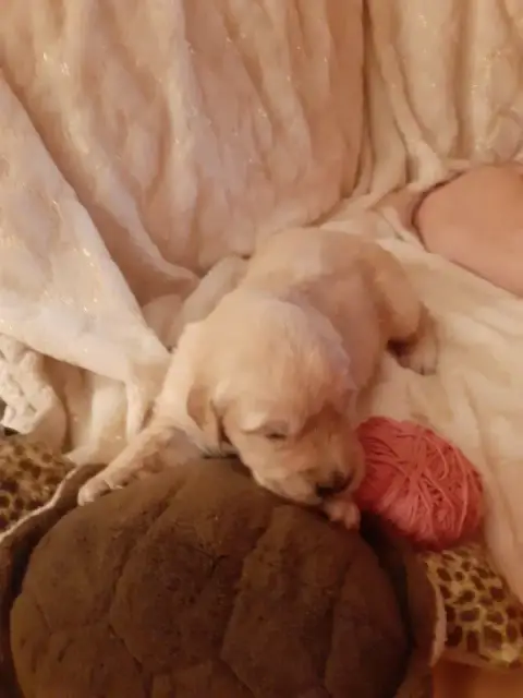 Golden Retriever  Rose De Miss Havana