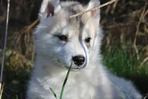 Siberian Husky  Male Sable Platine Of Moonlight'S Rha 96d40