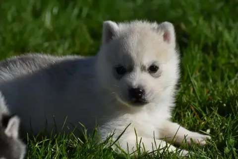 Siberian Husky  Chiot N°3 Du Chalet Des Edelweiss