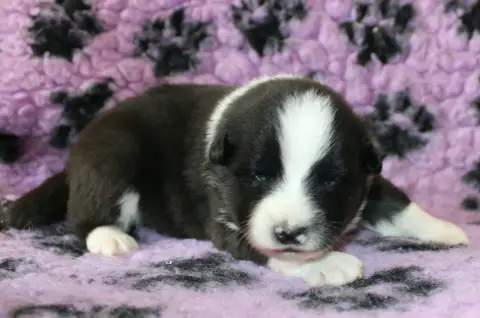 Chien Finnois De Laponie  Bjarni Nanoq De La Vallée D 5beef