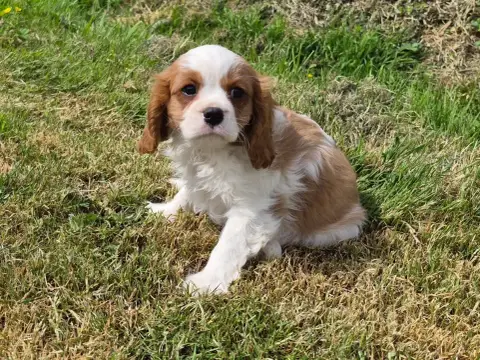 Cavalier King Charles Spaniel  Bolero De Paline