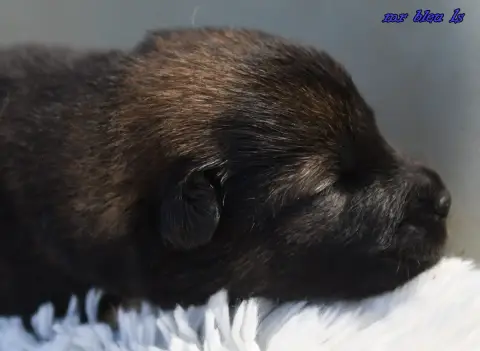 Eurasier  Chiot 6 Des Legendes De Retz photo 2