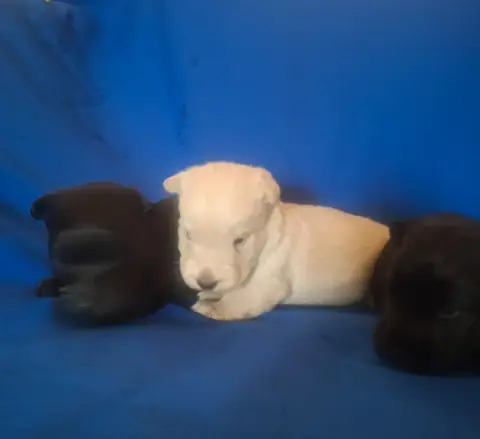 Scottish Terrier  Chiot N°3 Du Harpouy D'Auzan