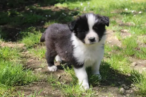 Border Collie  Black