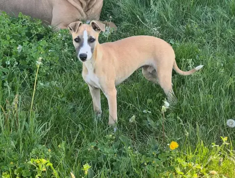 Whippet  Bianca De L Eternel Mitness