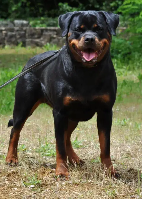 Rottweiler  Chiot N°3 Du Clos De La Citadelle photo 3