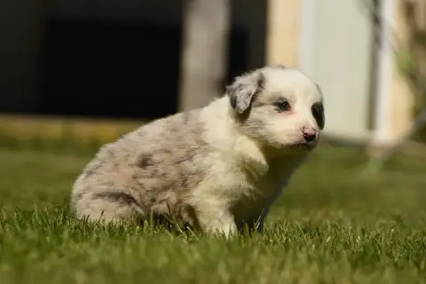 Border Collie  Chiot N°1 Des Collines De Sagne photo 3