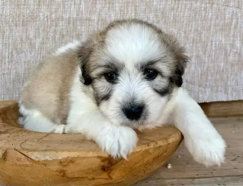 Coton De Tulear 
                        Male 1 Des V 18674
