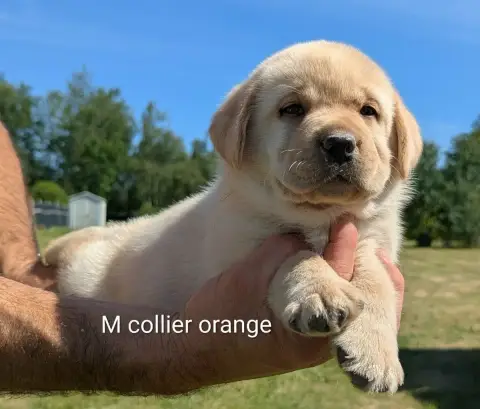 Labrador Retriever  Mâle Collier Orange Du Domaine Ch 5efcc