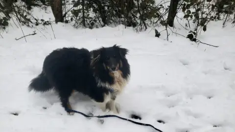Shetland Sheepdog  Atchi Of Chiprey'S Hamlet