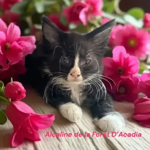 Bébé Maine Coon