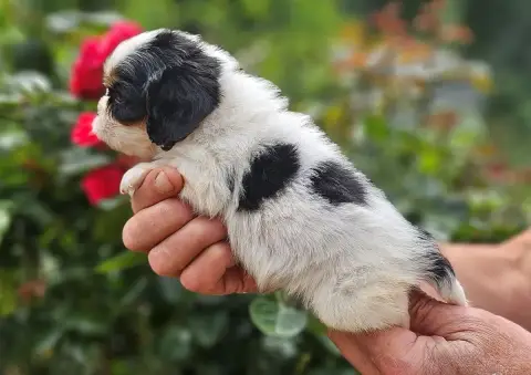 Cavalier King Charles Spaniel  B7 Of Little By Little 6a615 photo 2