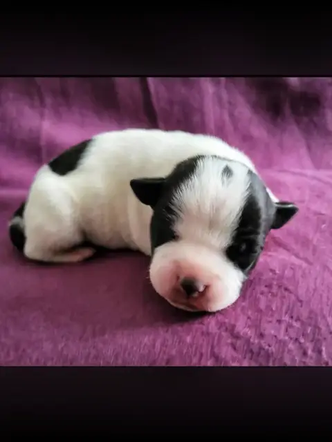 Staffordshire Bull Terrier  Braveheart De La Taniere  476ab