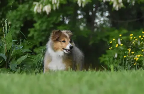 Shetland Sheepdog  Bazil (Nom Provisoire) Des Colline 08eb2